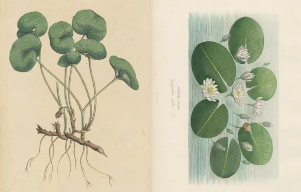 John Derian - The Picture Book Collection - Image 3